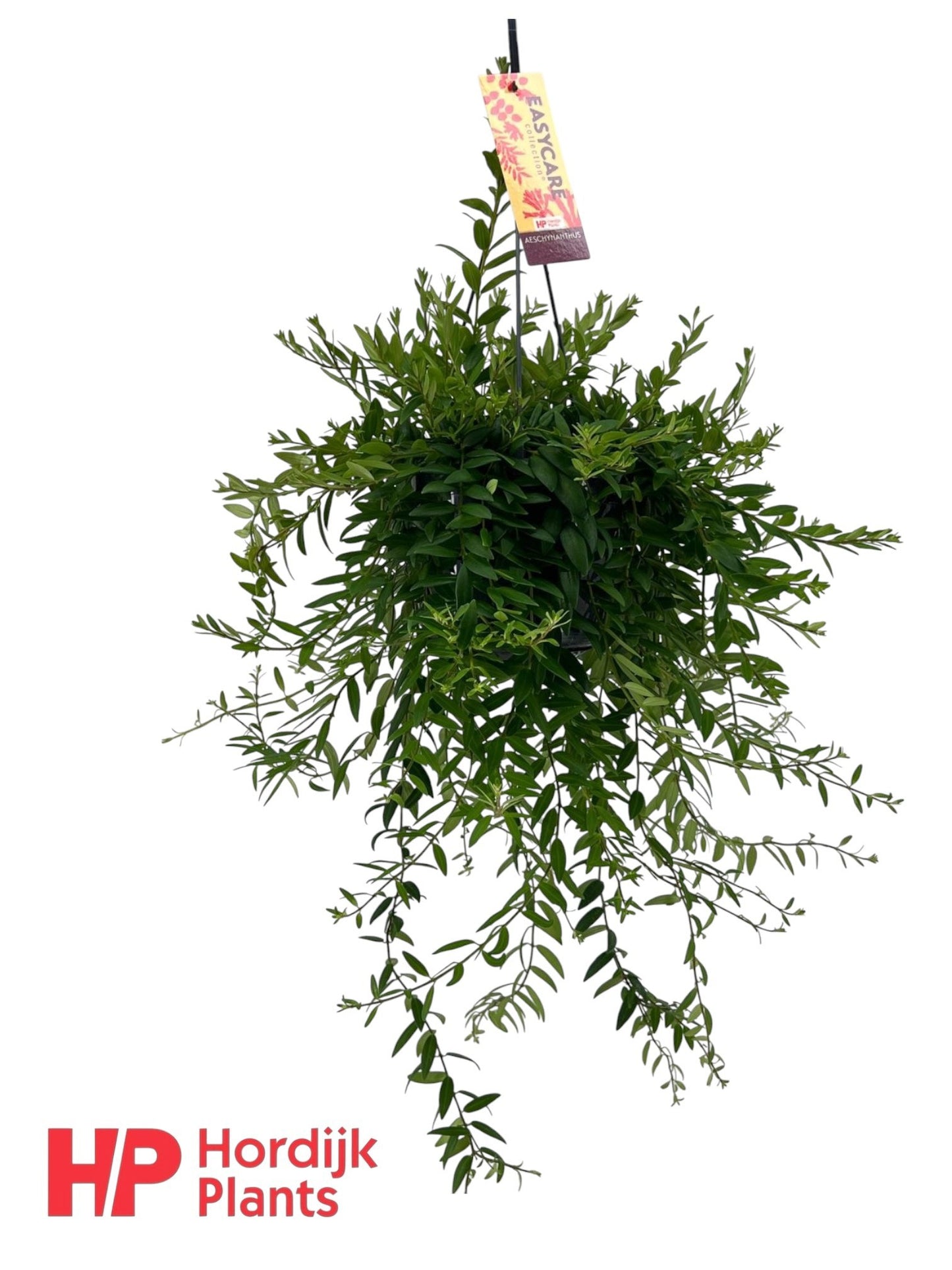 Hordijk Plants Aeschynanthus Japhrolepis Hanging Basket Pack of 7