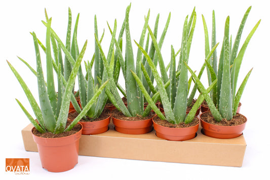 Aloe vera 25cm 12cm Pot