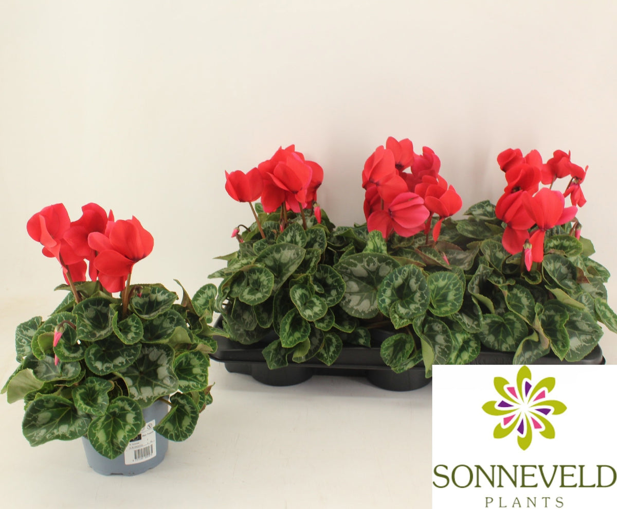 Cyclamen Halios 27cm 13cm Pot