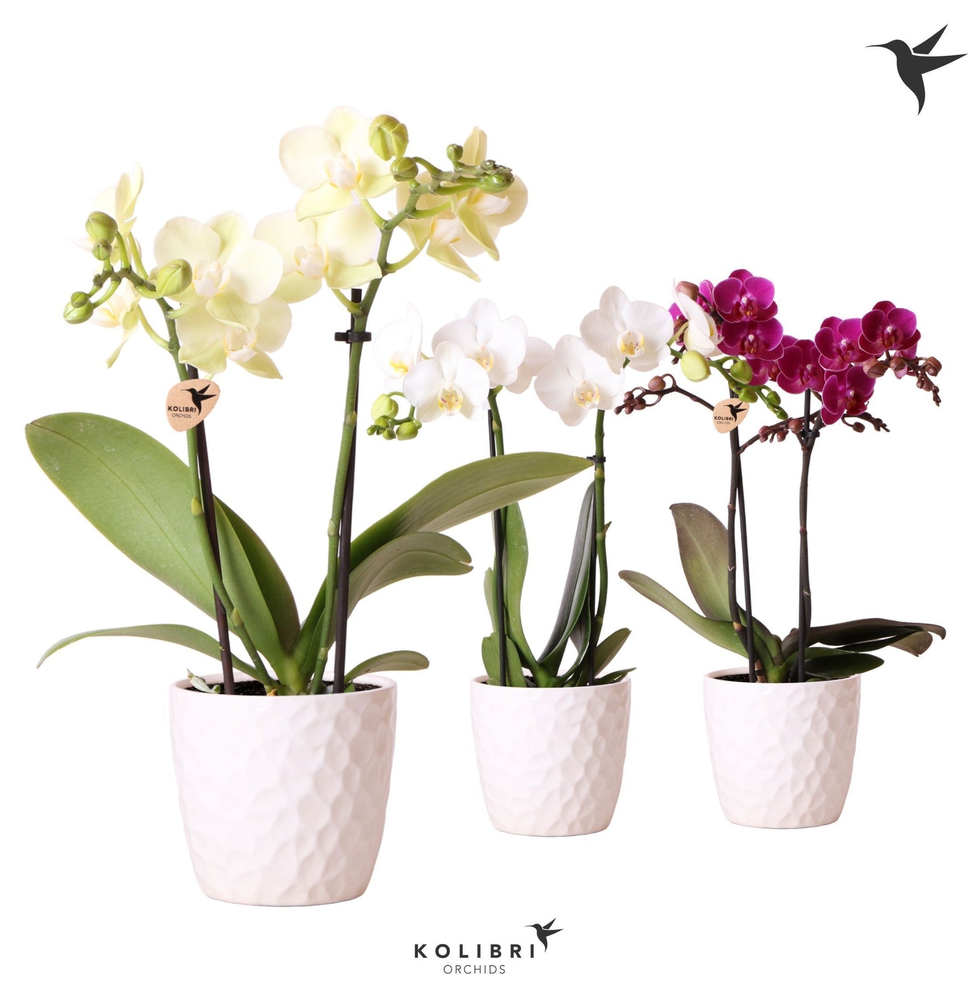 Phalaenopsis mix 40cm 9cm Pot