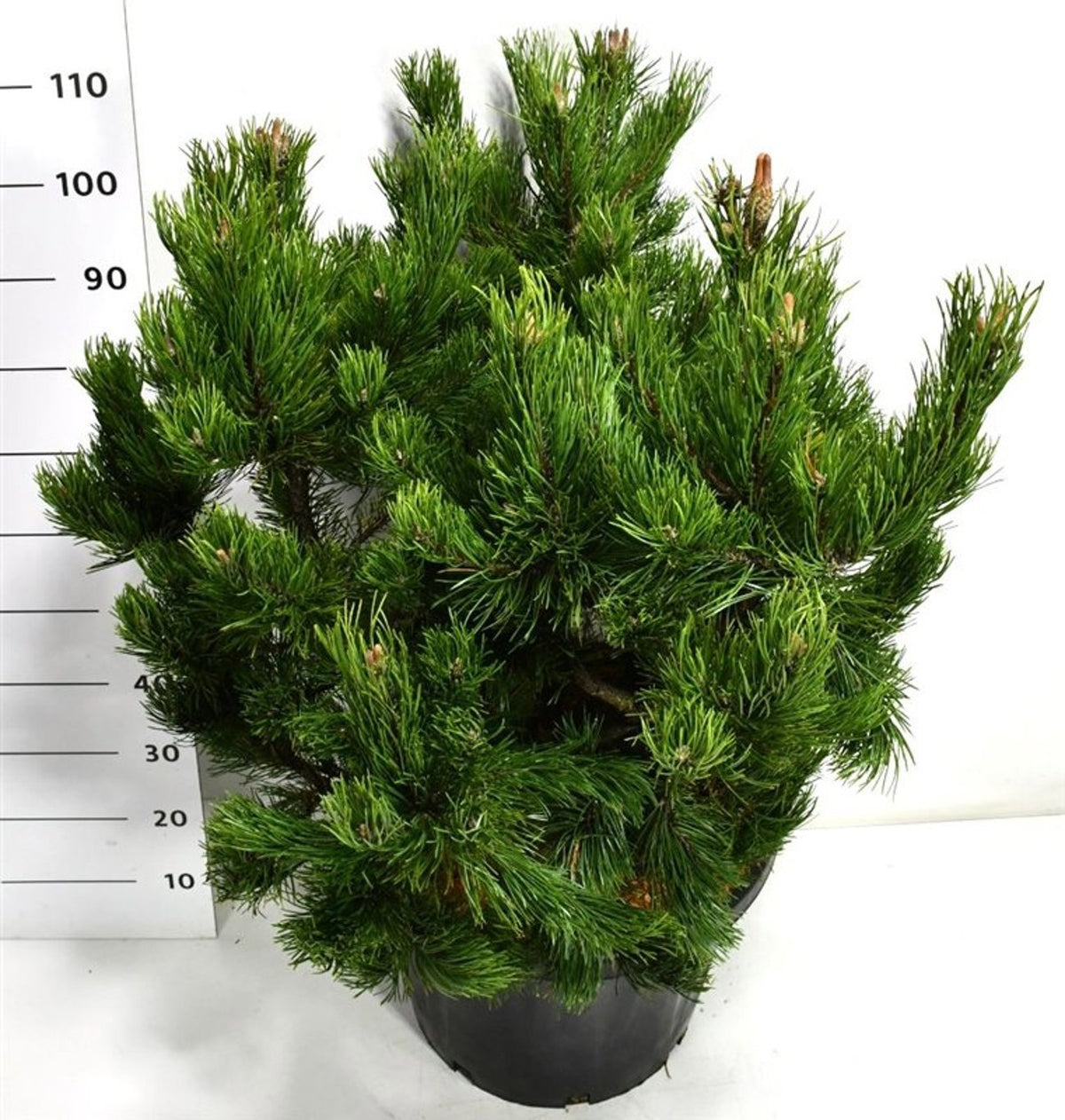 Pinus mugo Gnom 130cm 48cm Pot