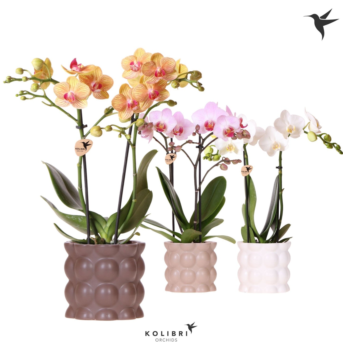 Phalaenopsis mix 40cm 9cm Pot
