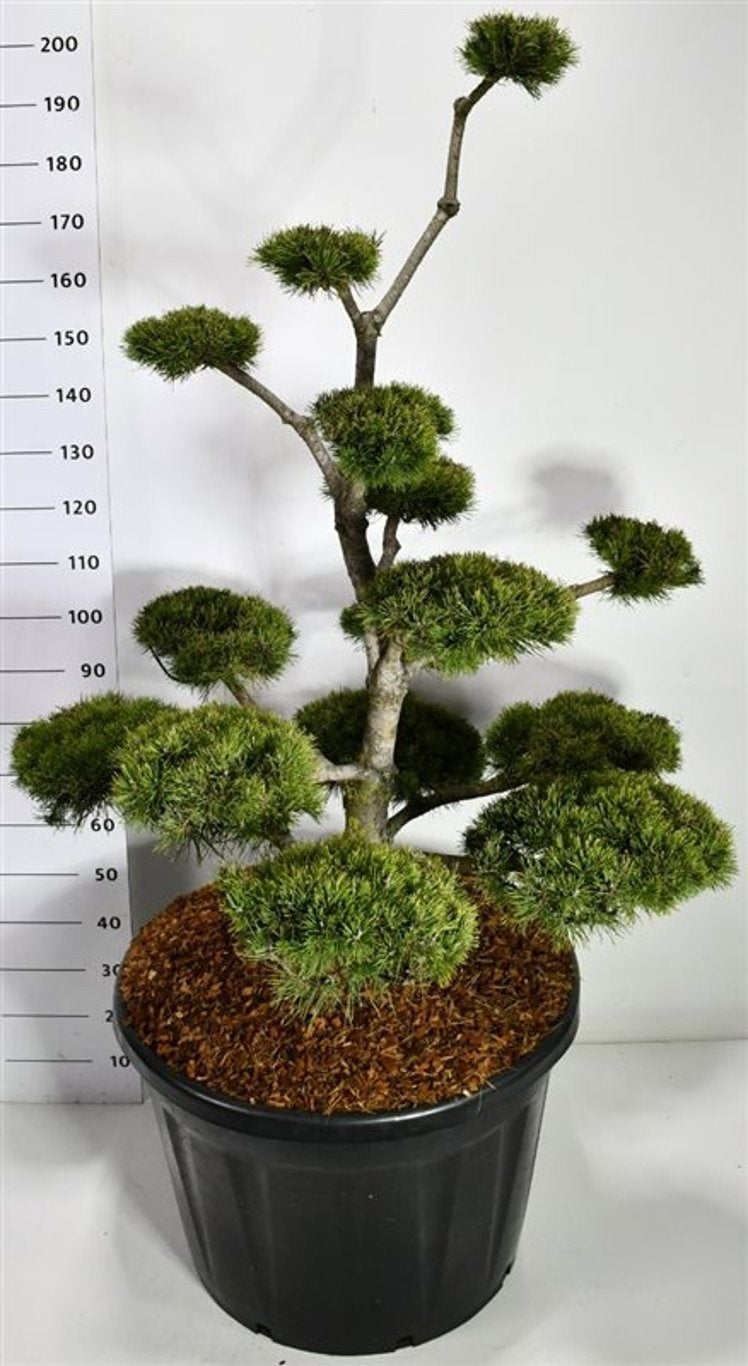 Pinus mugo Mughus 200cm 80cm Pot