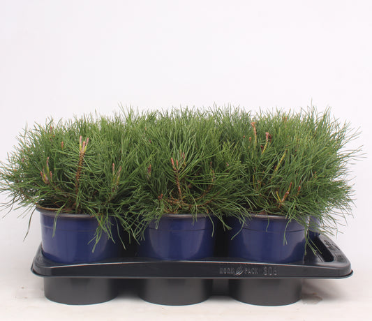 Pinus mugo Mughus 25cm 17cm Pot