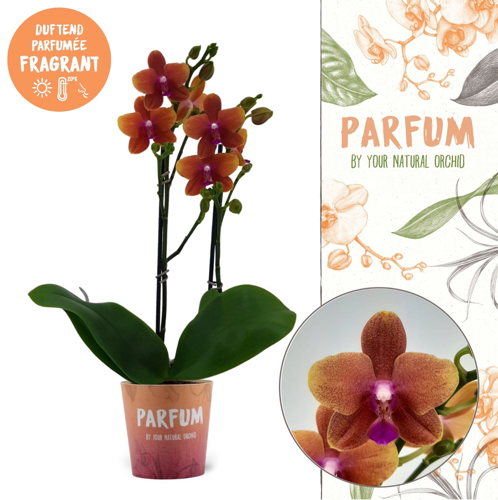 Stolk Flora BV Phalaenopsis mf. Bolgheri Pack of 5