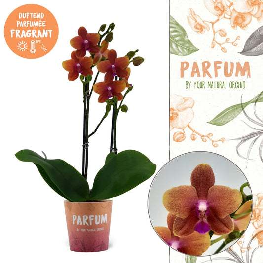 Phalaenopsis mf. Bolgheri 50cm 12cm Pot