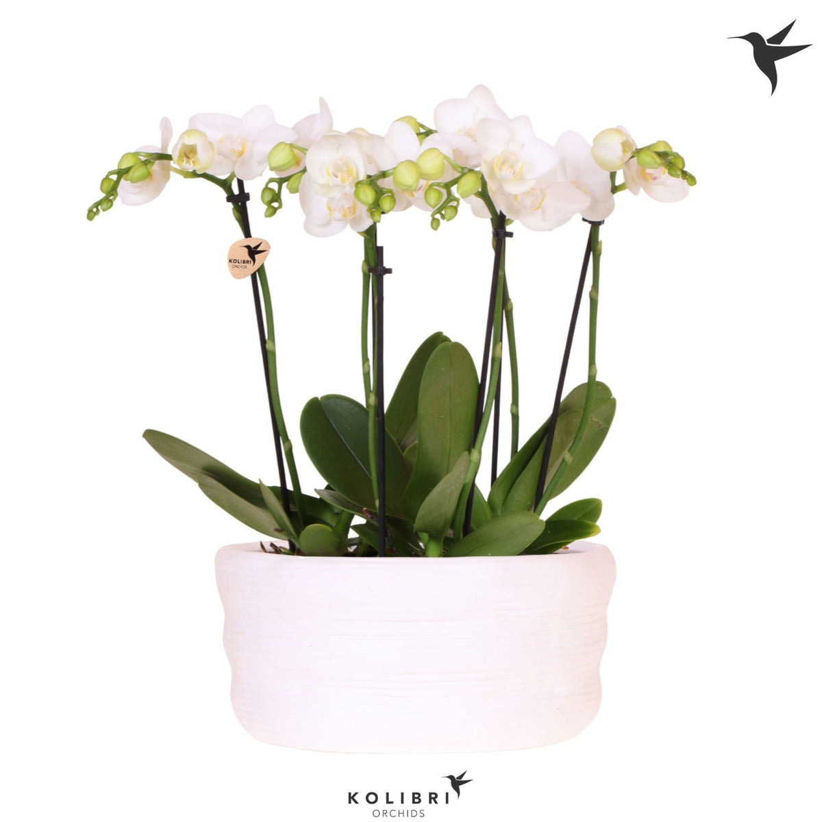 Phalaenopsis multiflora white 40cm 23cm Pot