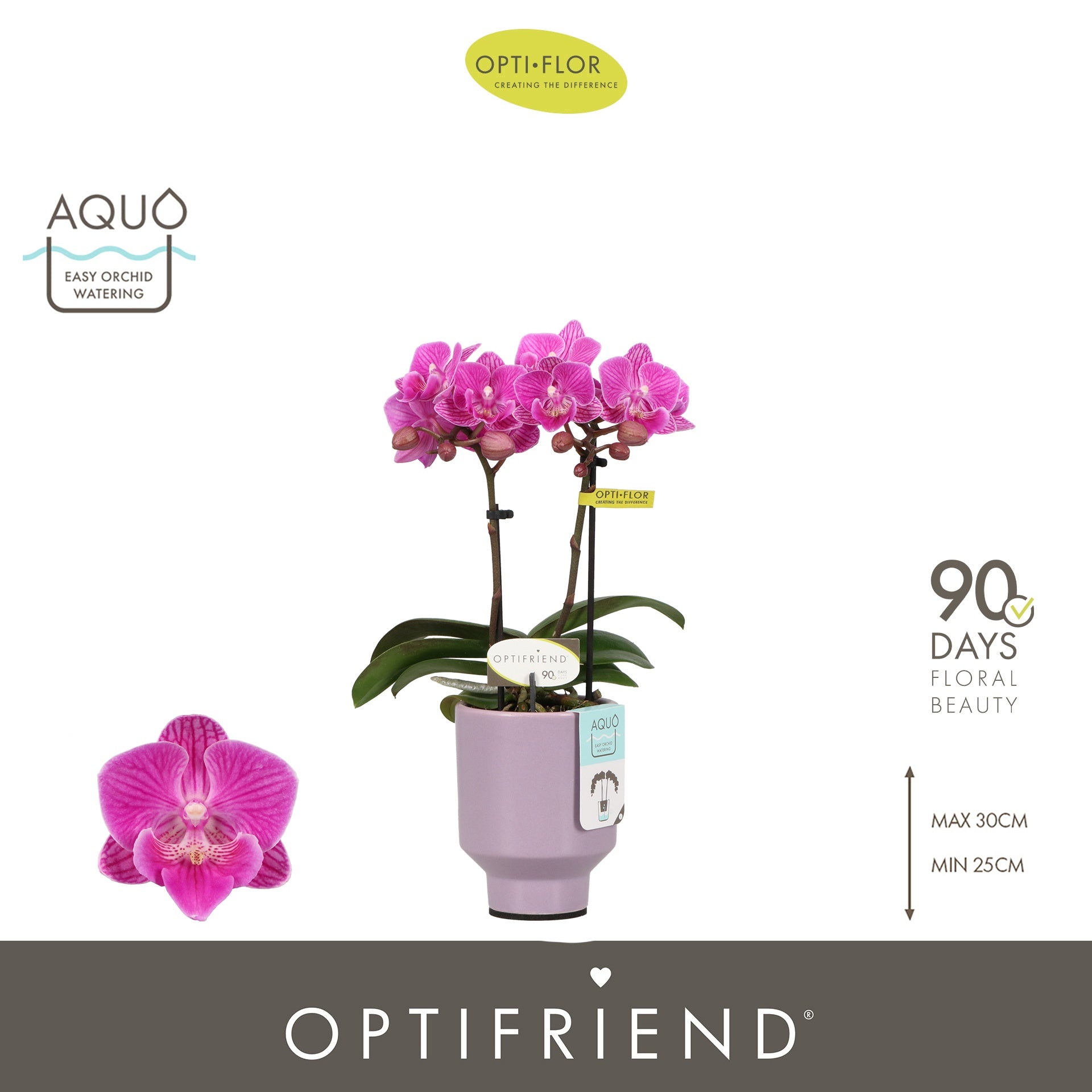 Phalaenopsis Purple 25cm 7cm Pot