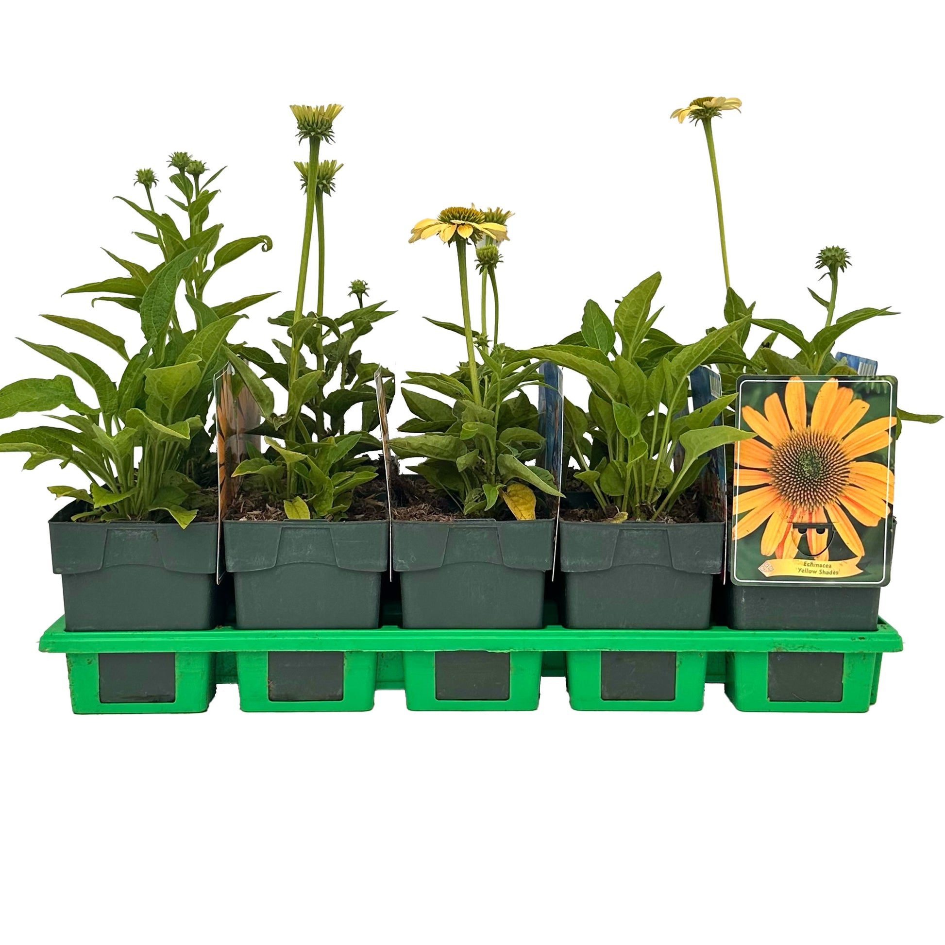Echinacea purpurea 45cm 11cm Pot
