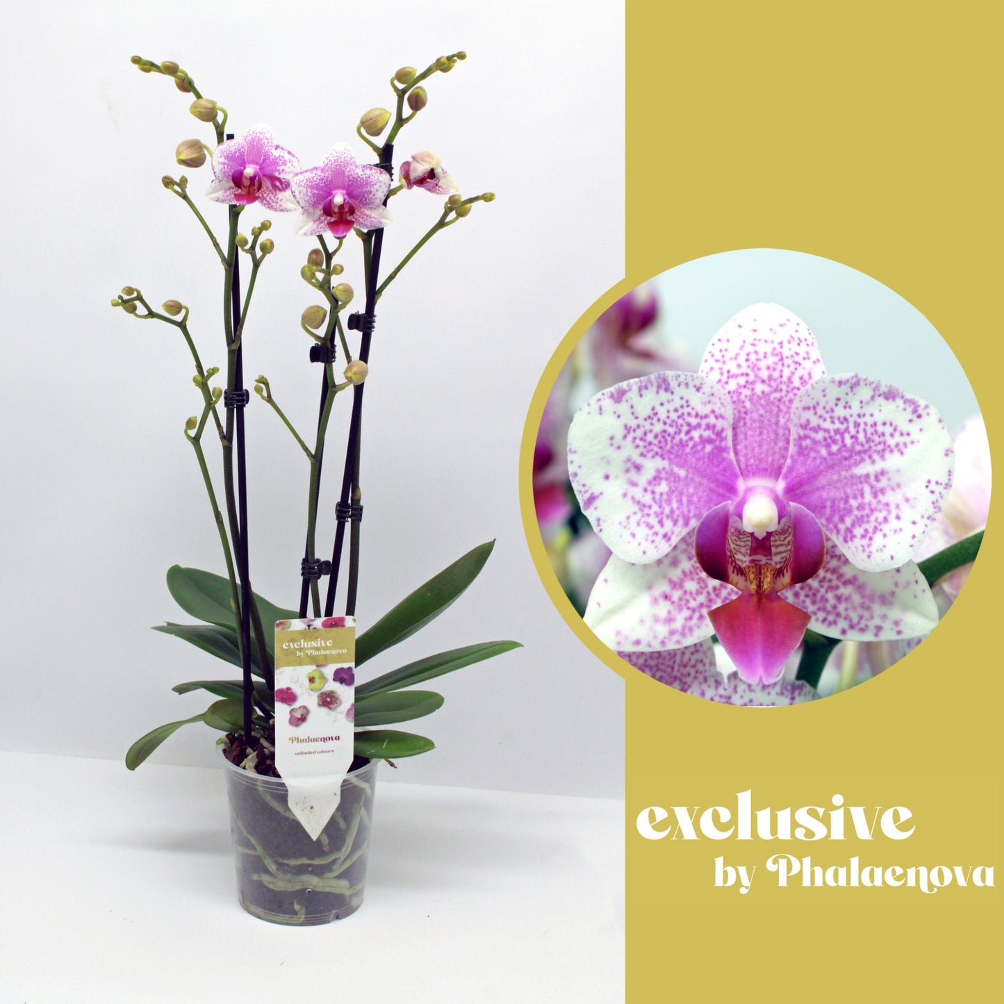 Phalaenopsis Rotterdam 55cm 12cm Pot