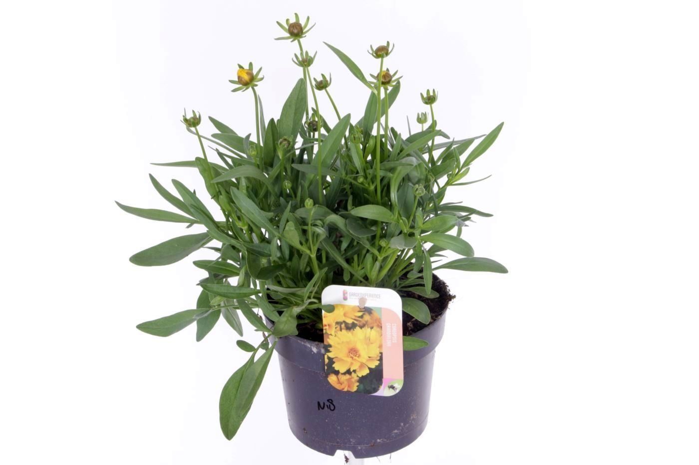 Coreopsis grand. Illico 40cm 17cm Pot