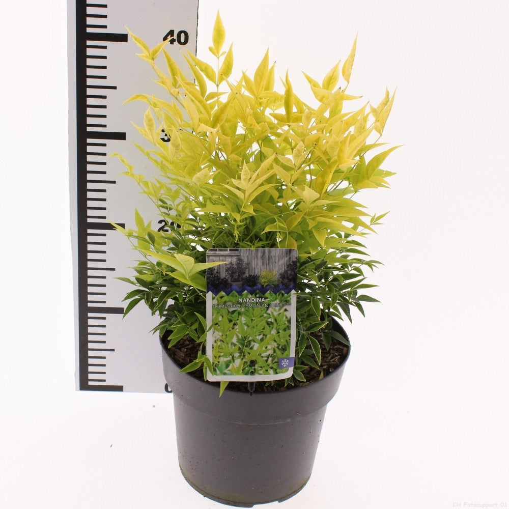 Nandina dom. Lemon & Lime 50cm 19cm Pot