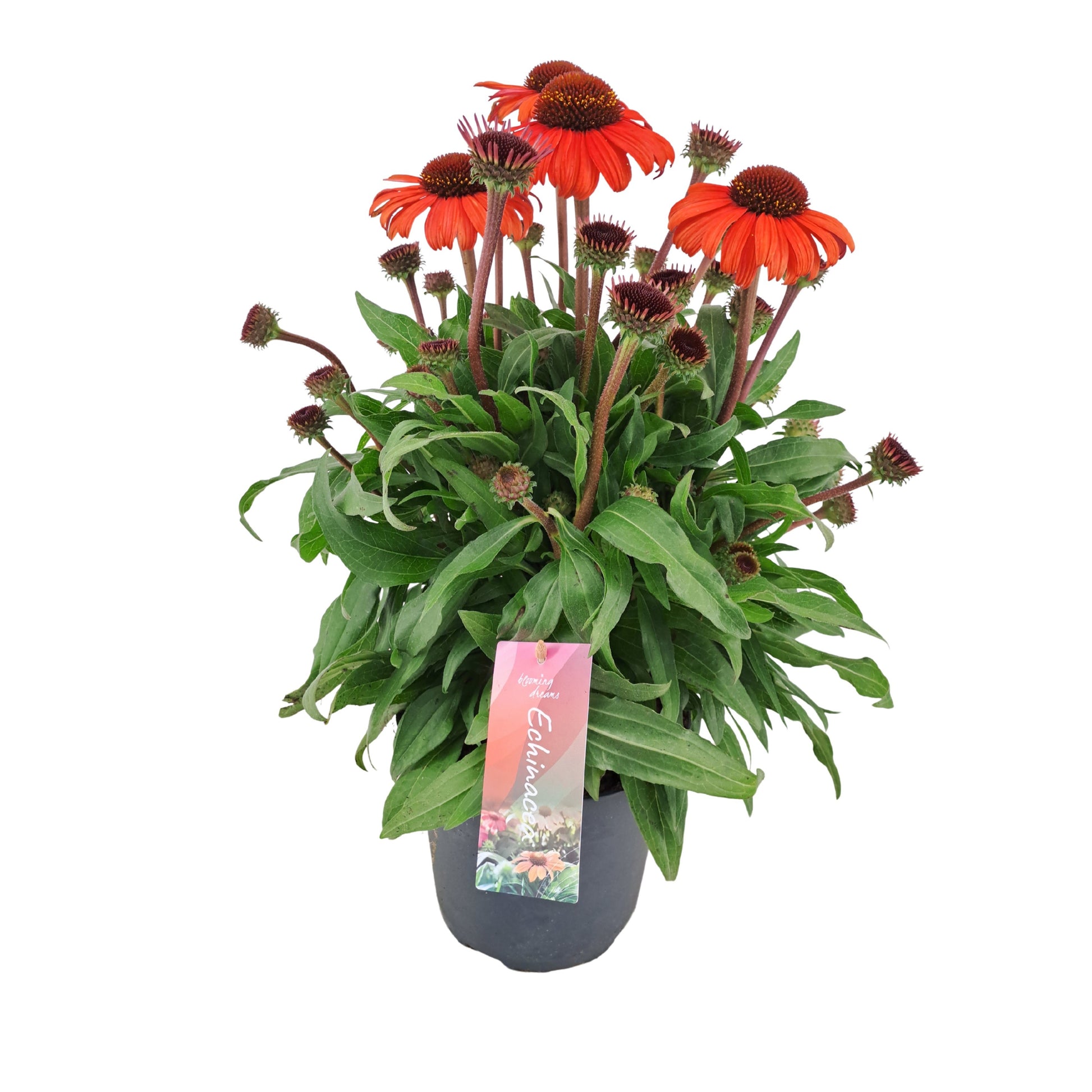 Echinacea mooodz Devotion 45cm 17cm Pot