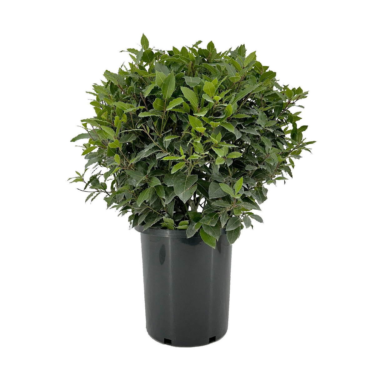 Laurus nobilis 85cm 30cm Pot