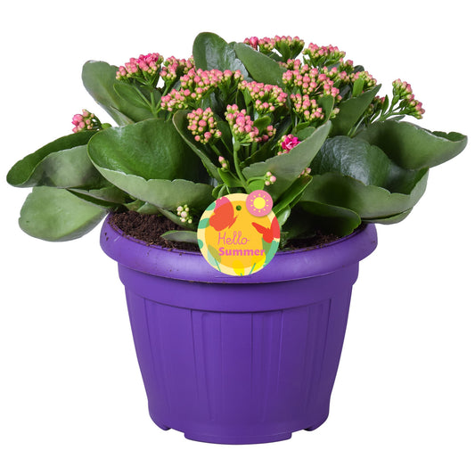 Kalanchoe Perfecta Purple 30cm 22cm Pot