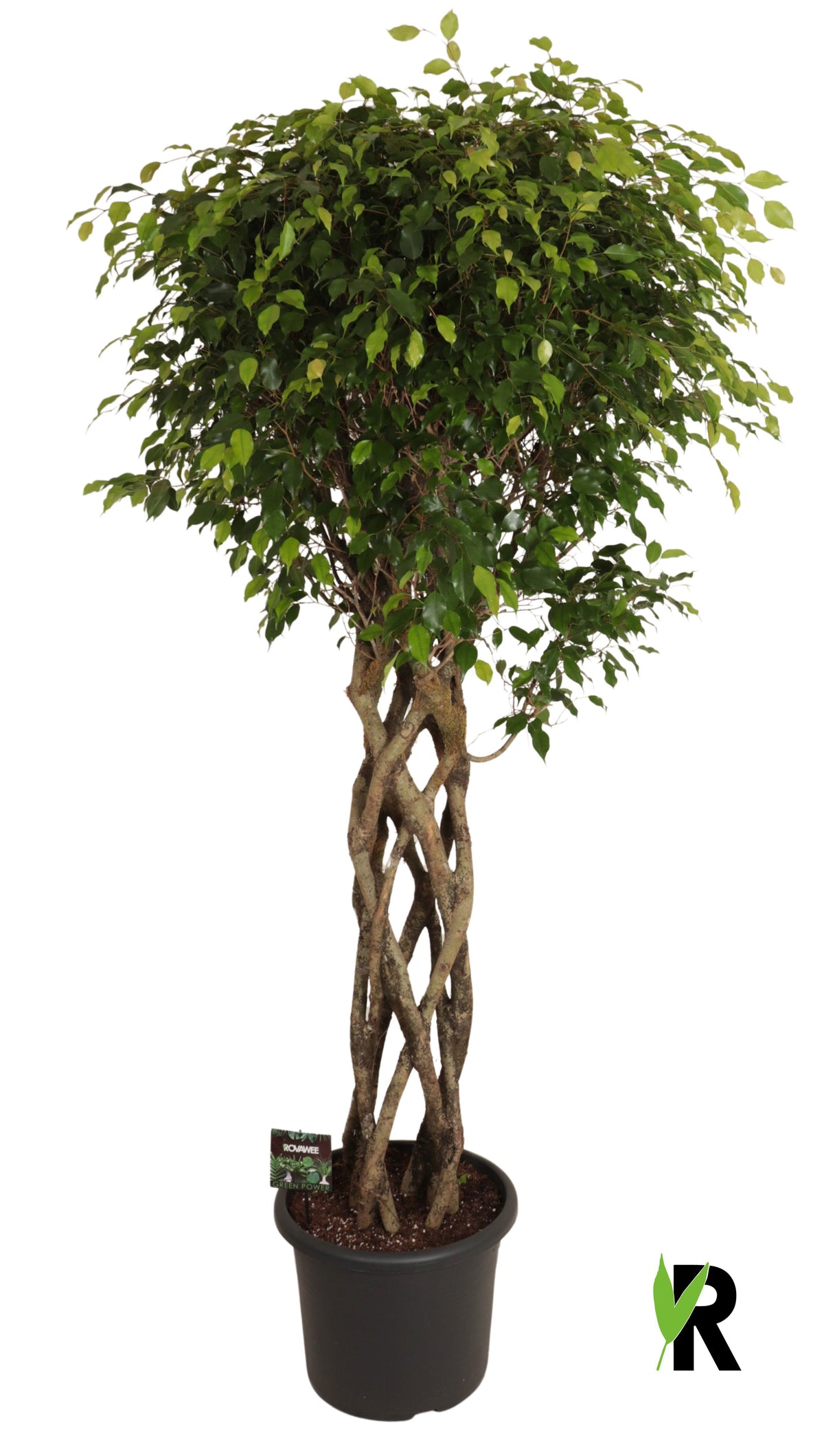 Ficus benj. Exotica 250cm 48cm Pot