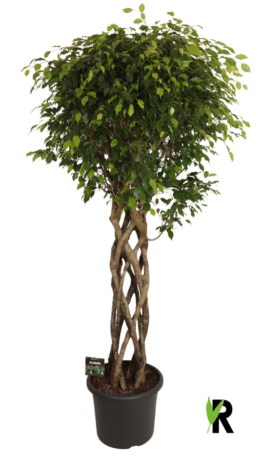 Ficus benj. Exotica 250cm 48cm Pot