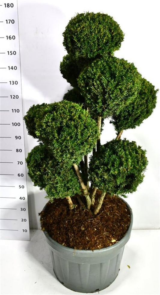 Taxus media Hillii 190cm 60cm Pot