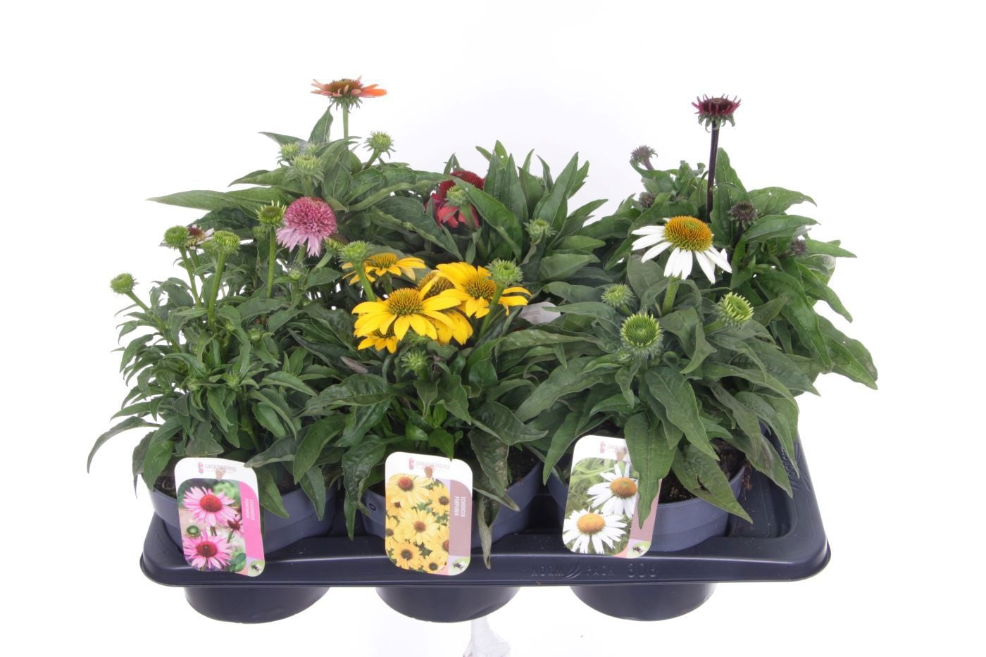 Echinacea purpurea 40cm 17cm Pot