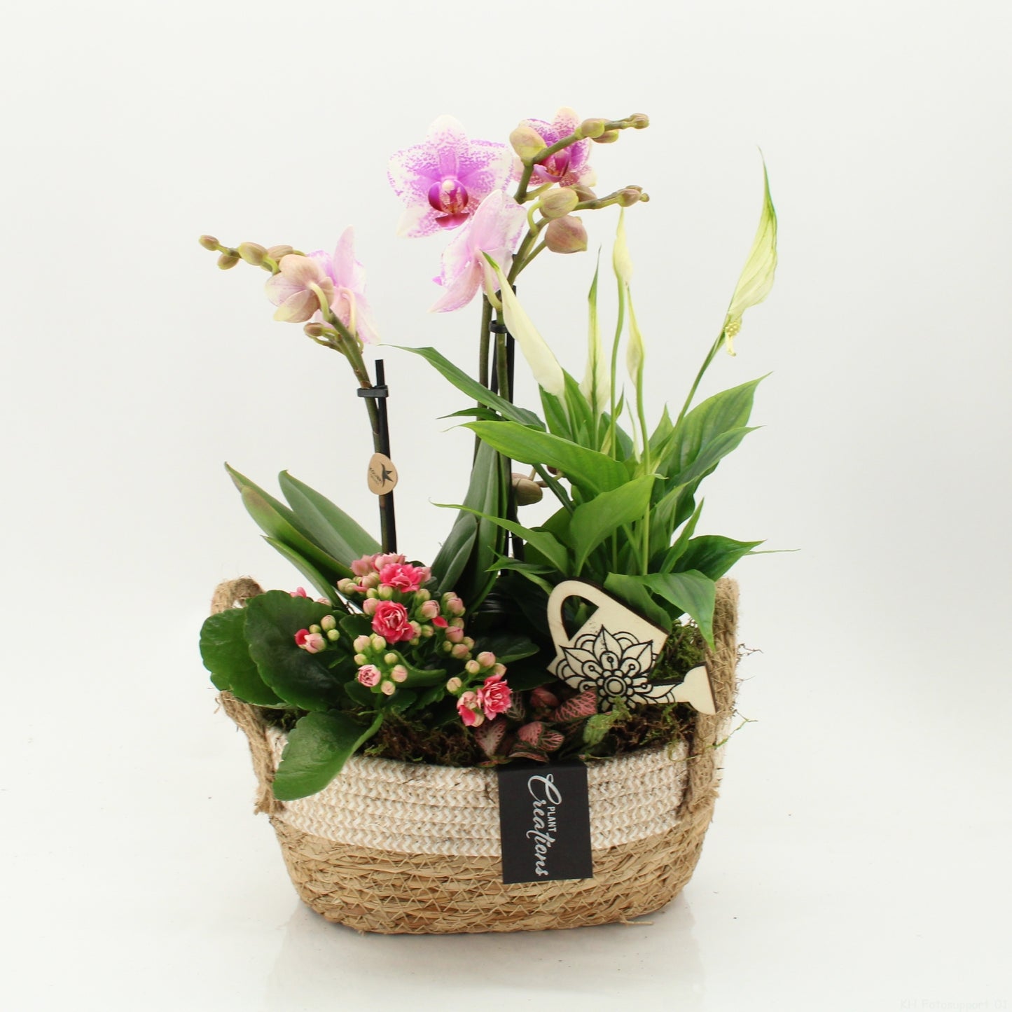 PHAL-2630RZ Phalaenopsis creatie 45cm 24cm Pot