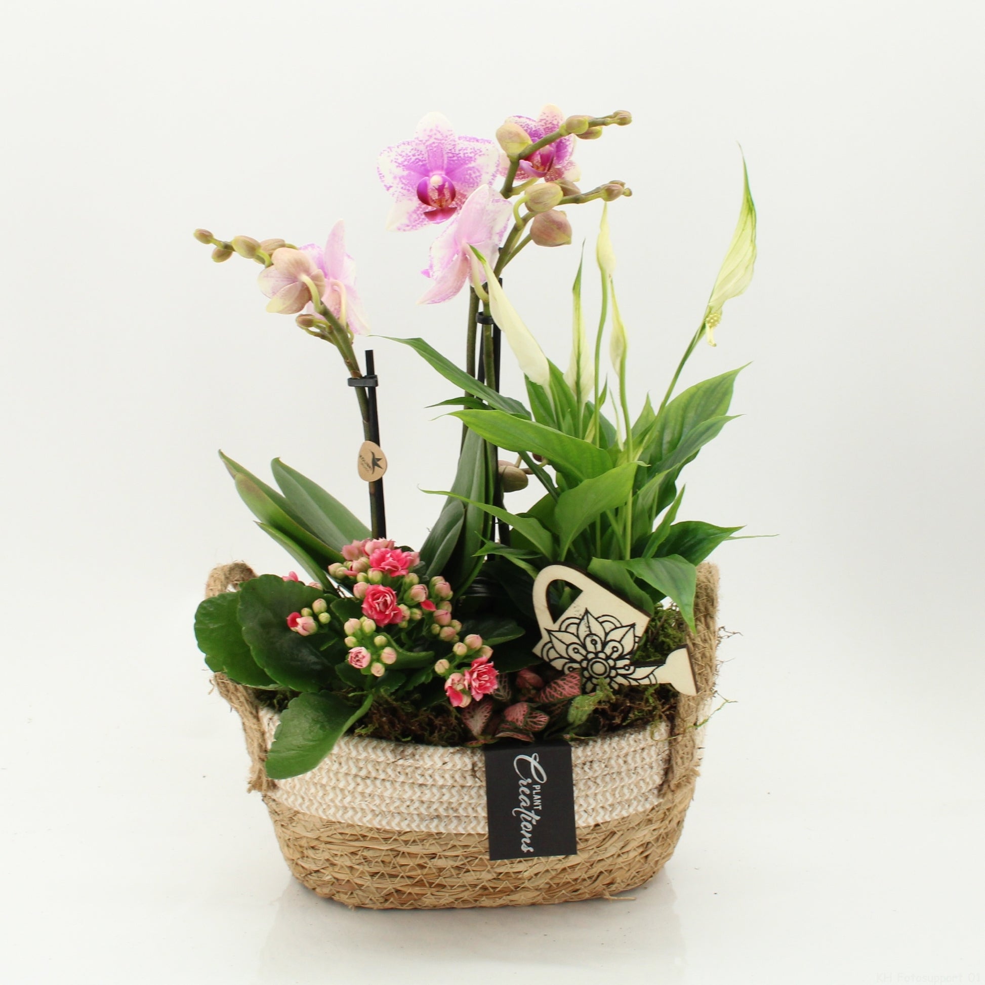 PHAL-2630RZ Phalaenopsis creatie 45cm 24cm Pot
