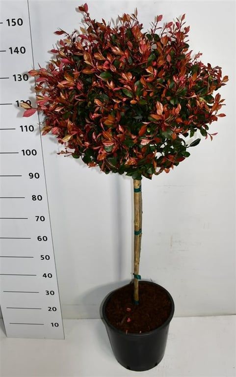 Photinia Little Red Robin 150cm 38cm Pot
