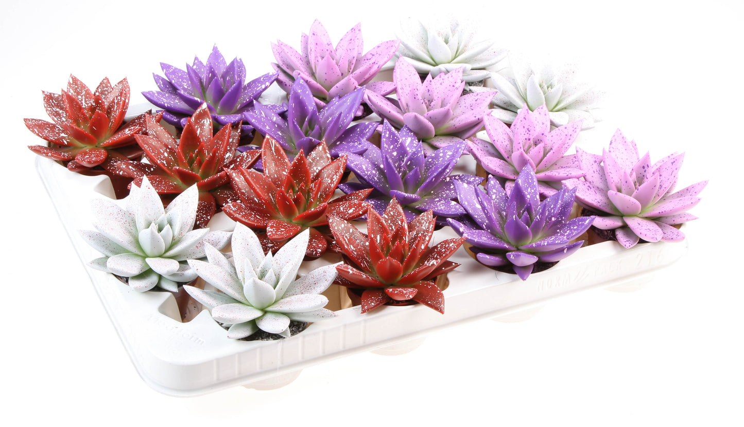 Miranda sprinkle love mix 8cm 6cm Pot