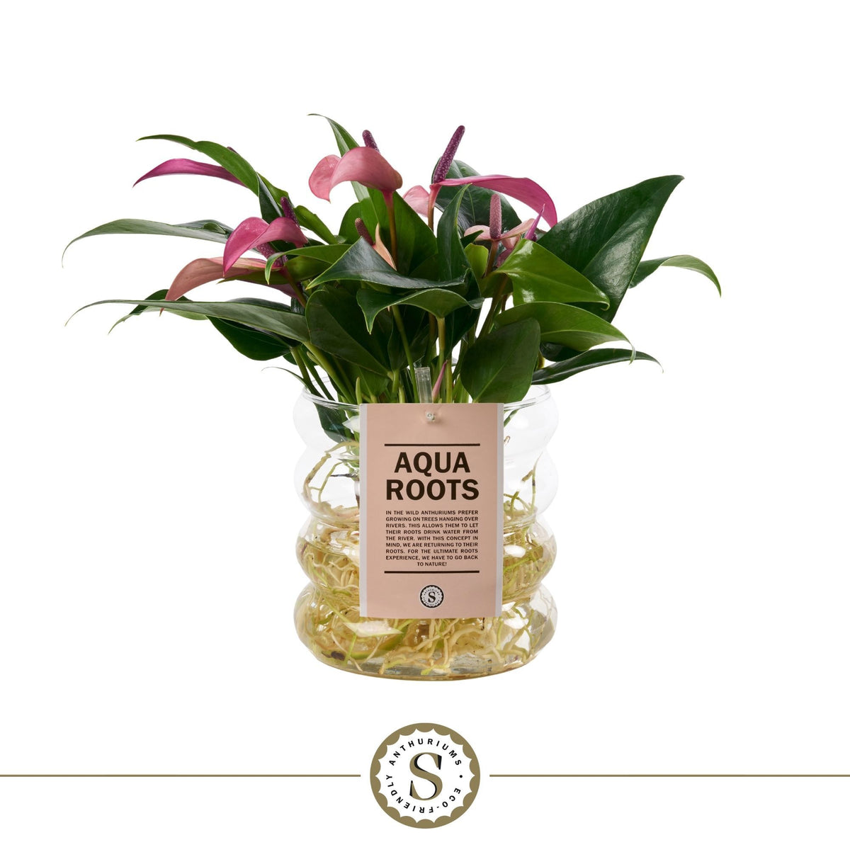 Anthurium Zizou 40cm 12cm Pot