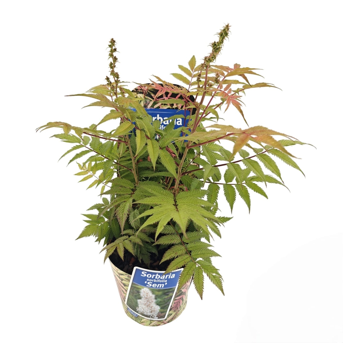 Sorbaria sor. Sem 35cm 17cm Pot