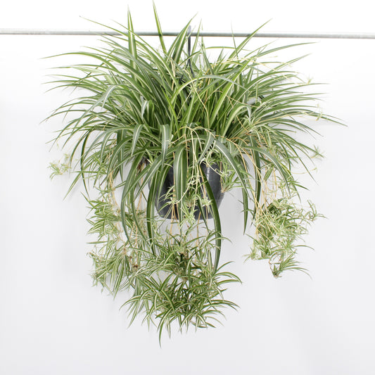 Scheffers, A.P. Chlorophytum Variegated Pack of 1