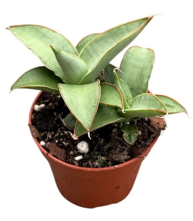 Sansevieria 5cm 6cm Pot