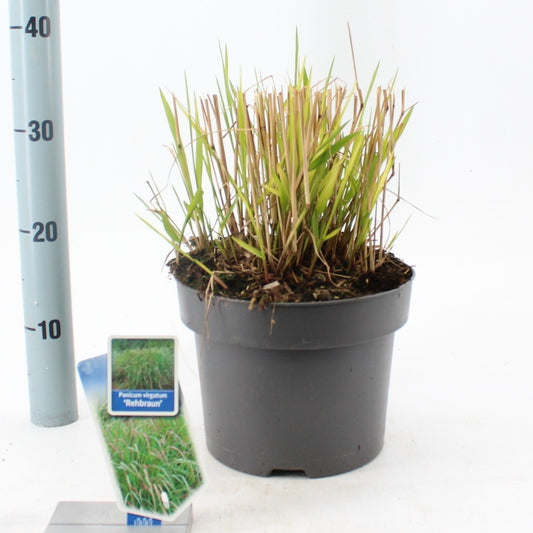 Panicum Rehbraun 100cm 23cm Pot