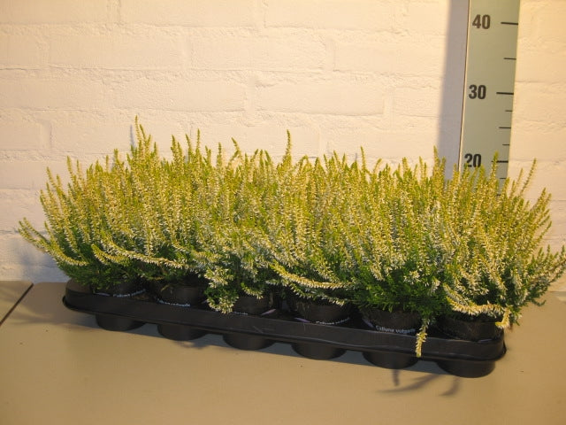 Dwingelflora Vof, Kwekery Calluna Beauty Ladies yellow Pack of 18