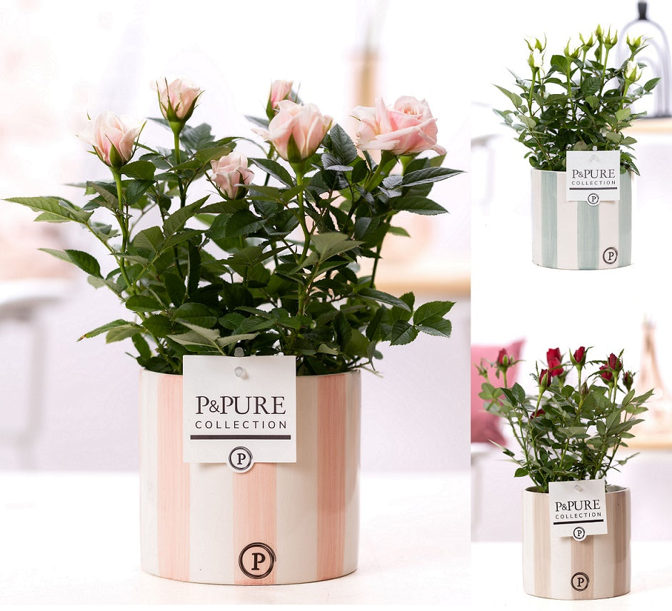 Rosa Beau Monde mix 28cm 12cm Pot