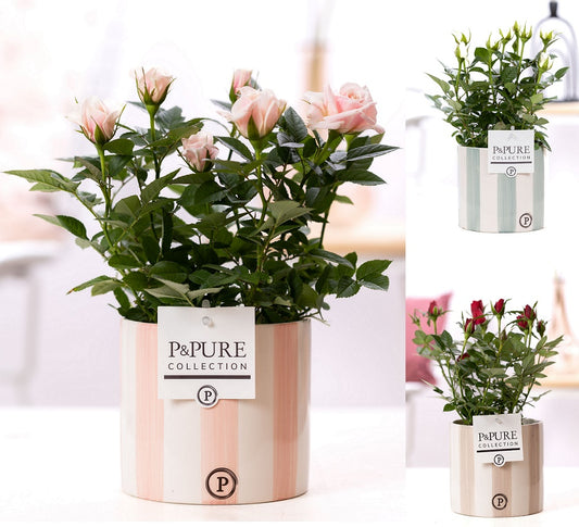 Rosa Beau Monde mix 28cm 12cm Pot
