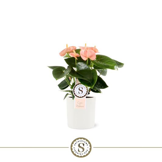 Anthurium Spirit 25cm 9cm Pot