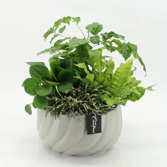 Indoor green arrangement 45cm 24cm Pot