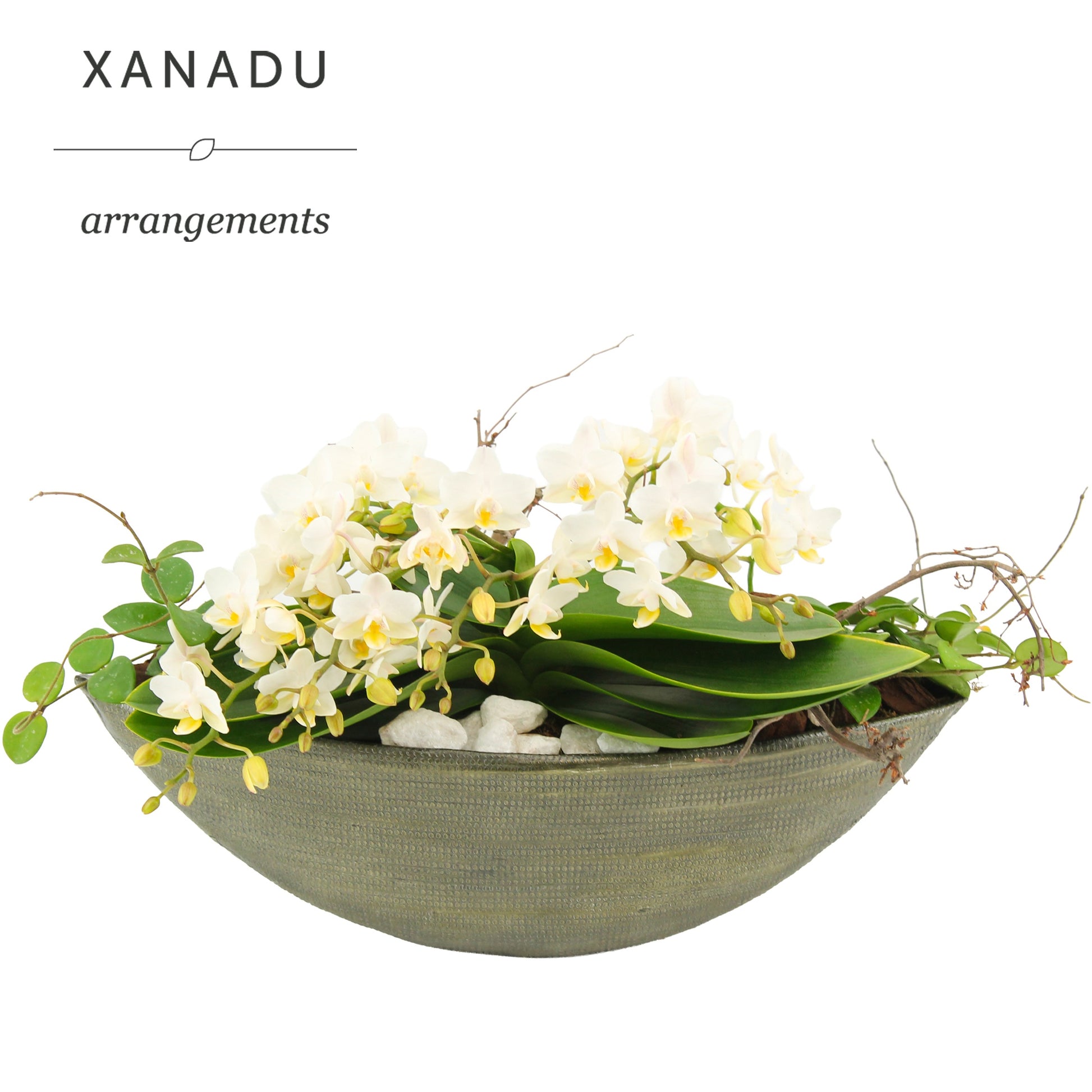 Xanadu Kuala Lumpur 12cm Pot