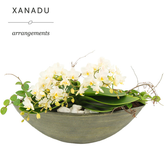 Xanadu Kuala Lumpur 25cm 12cm Pot
