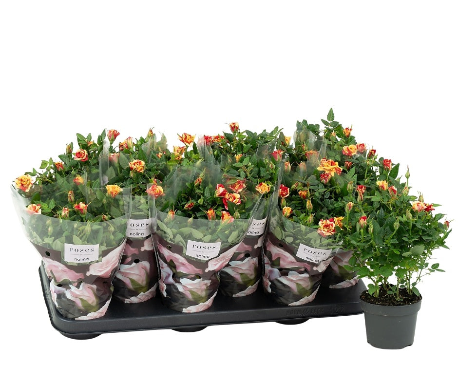 Rosa Liss 28cm 10.5cm Pot