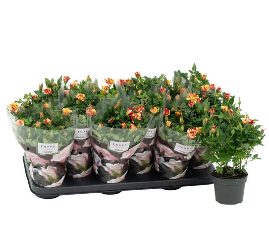 Rosa Liss 28cm 10.5cm Pot