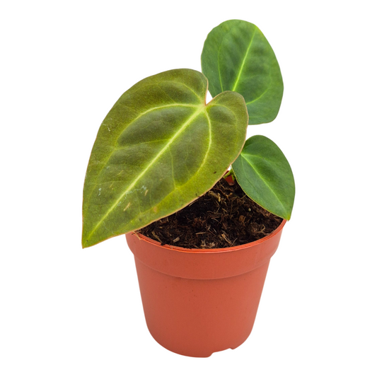 Anthurium andraeanum 10cm 9cm Pot