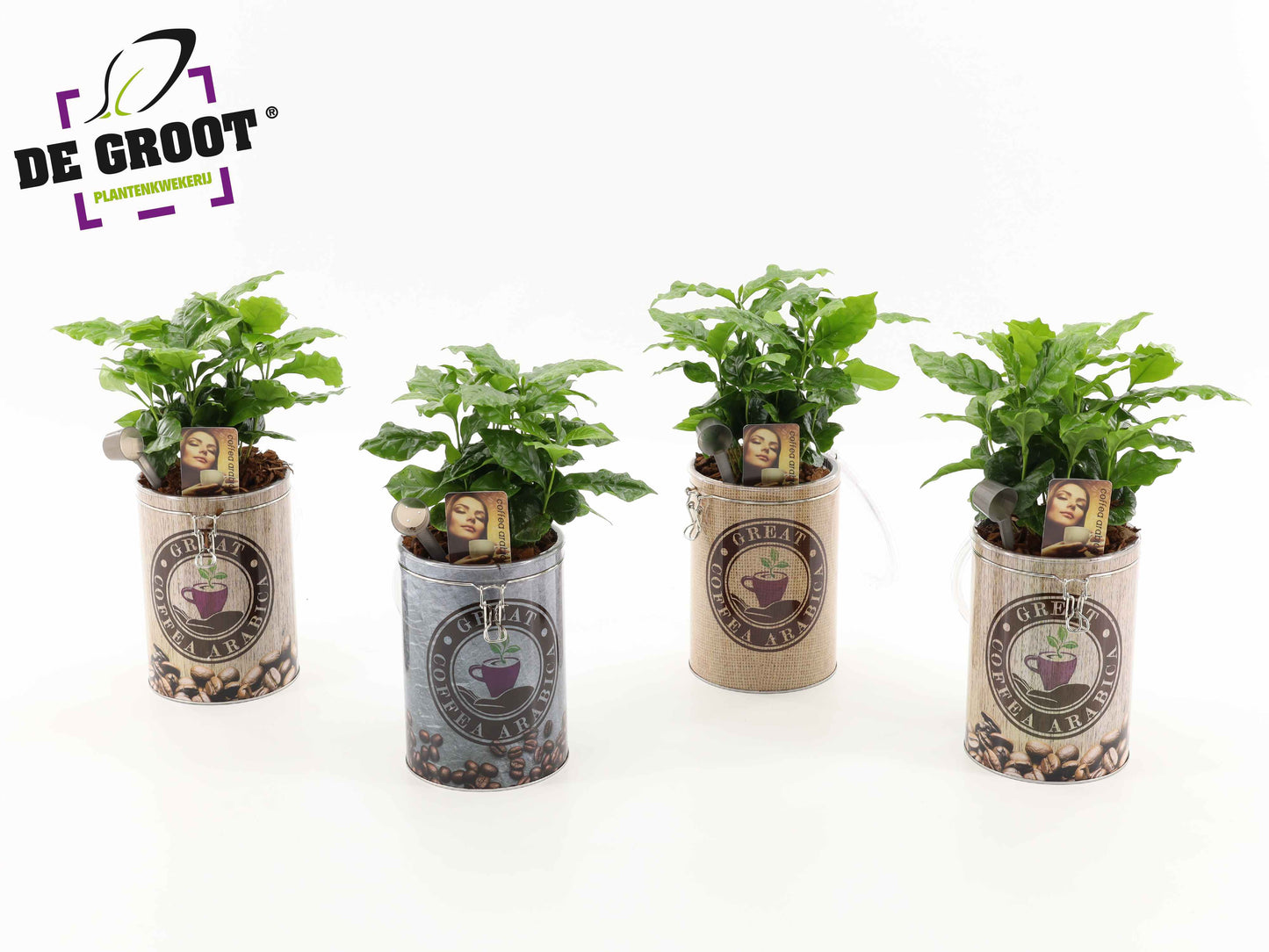 arr.  Plants 35cm 12cm Pot