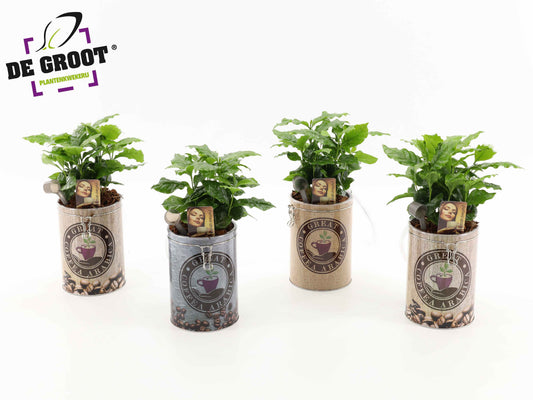 Coffea arabica in coffee can 35cm 12cm Pot