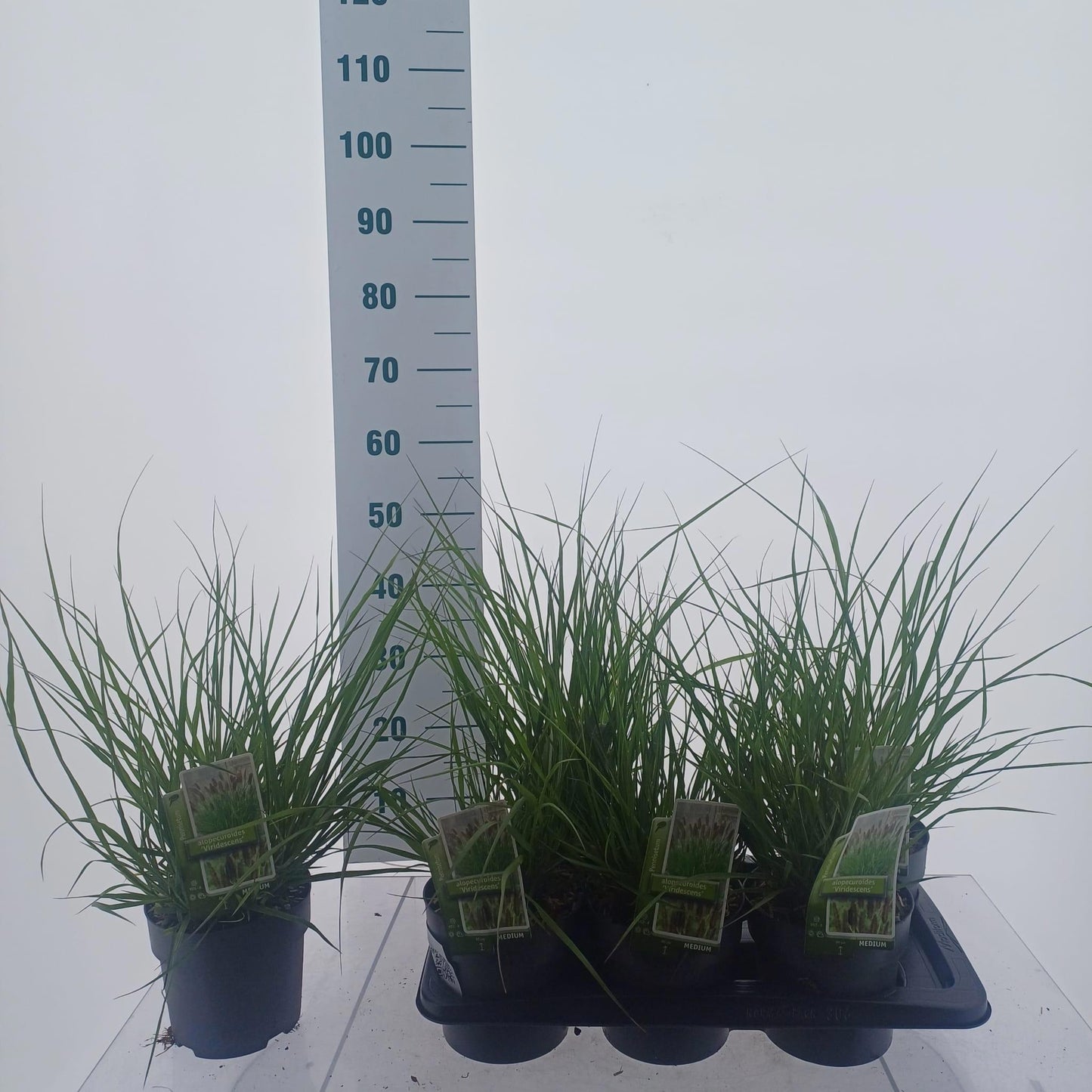 Pennisetum Viridescens 45cm 17cm Pot