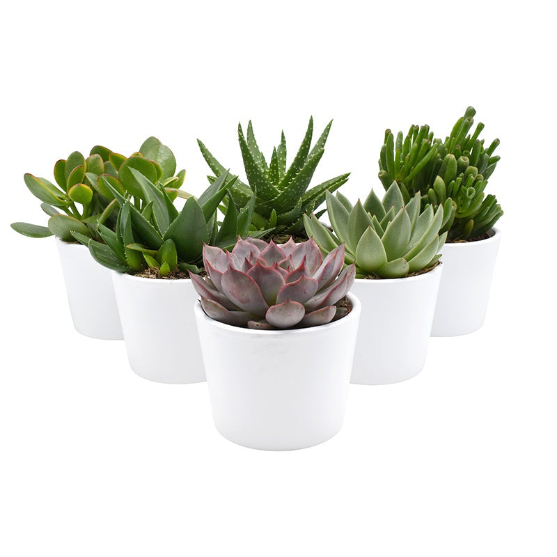 Succulent mix 12cm 12cm Pot