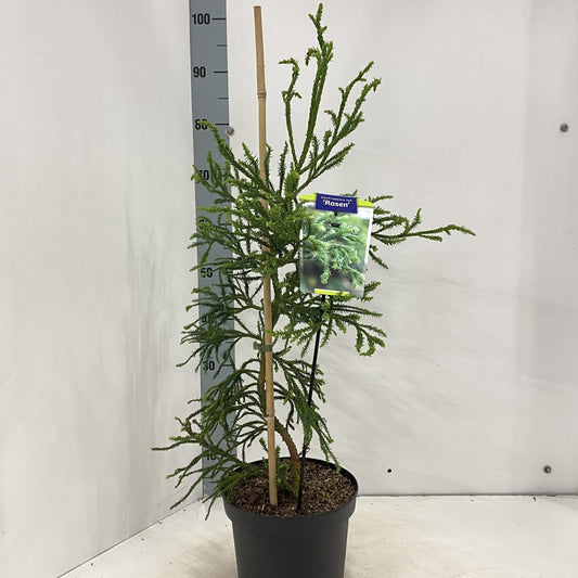 Cryptomeria Rasen 80cm 23cm Pot