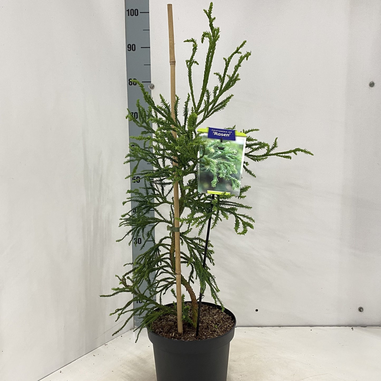 Cryptomeria Rasen 80cm 23cm Pot