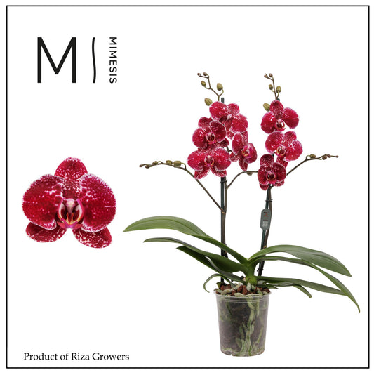 Phalaenopsis Eduction 60cm 12cm Pot