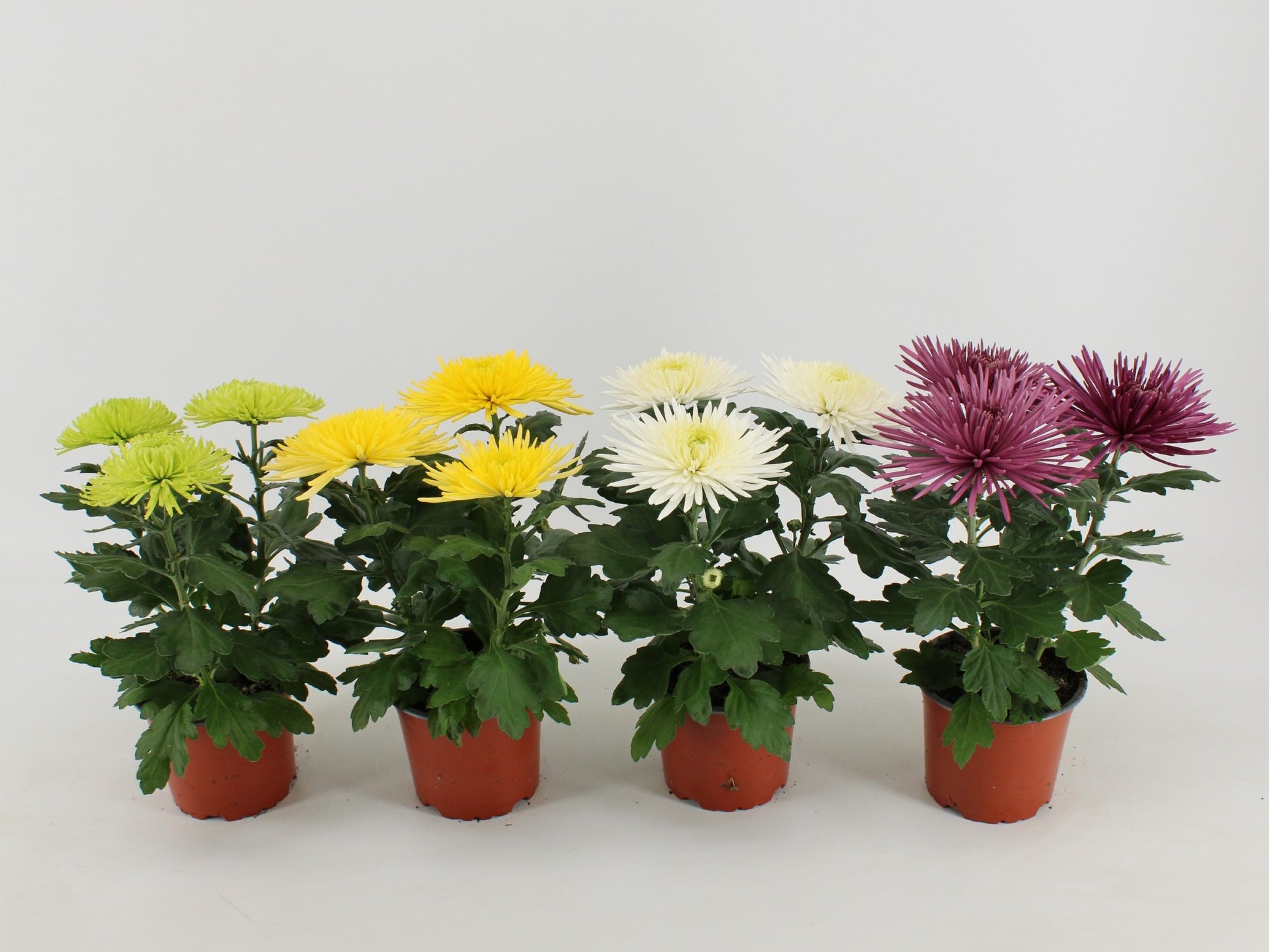 Kwintplant VOF Chrysanthemum Anastasia mix Pack of 10